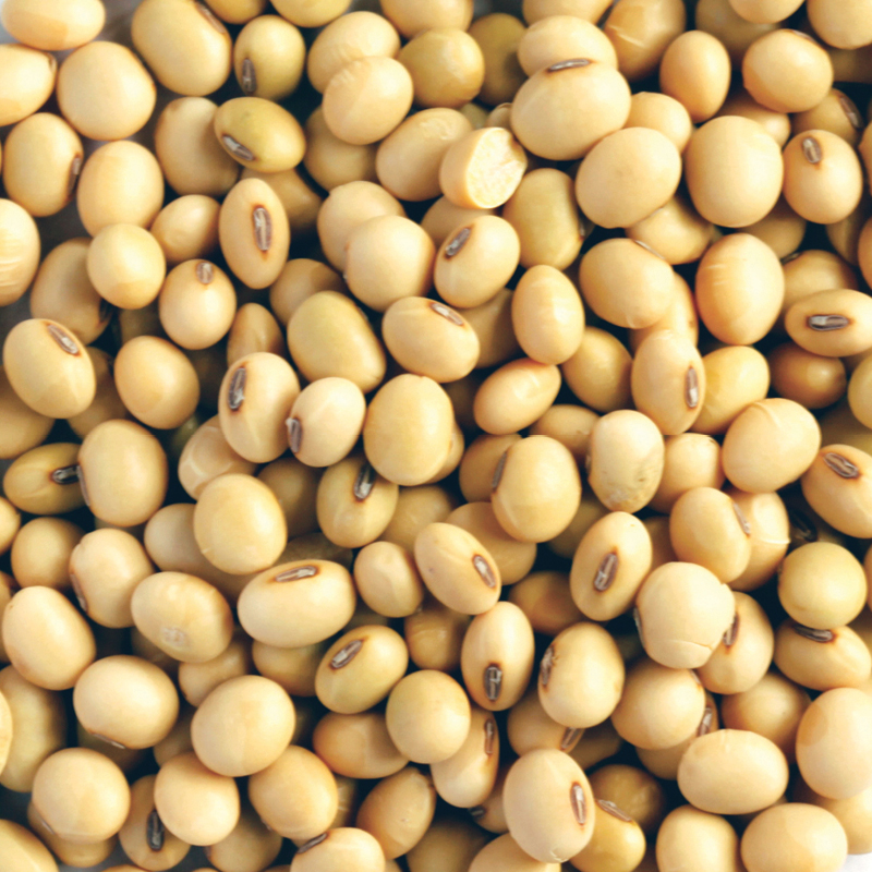Soya Bean